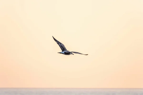 Sea Gull Flies Blue Sea Water Sunset Light Great Black — Stock Photo, Image