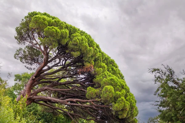 Pinheiro Verde Com Agulhas Longas Contexto Céu Nublado Coroa Pinho — Fotografia de Stock