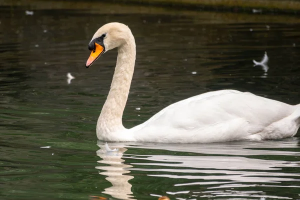 Cisne Branco Gracioso Nadando Lago Com Água Verde Escura Cisne — Fotografia de Stock