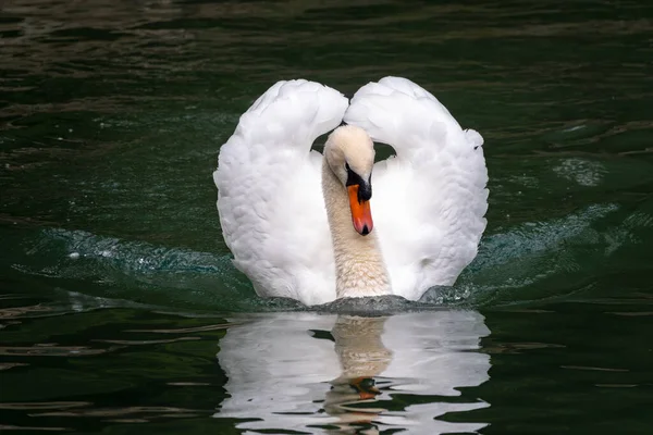 Een Sierlijke Witte Zwaan Die Zwemt Een Meer Met Donkergroen — Stockfoto