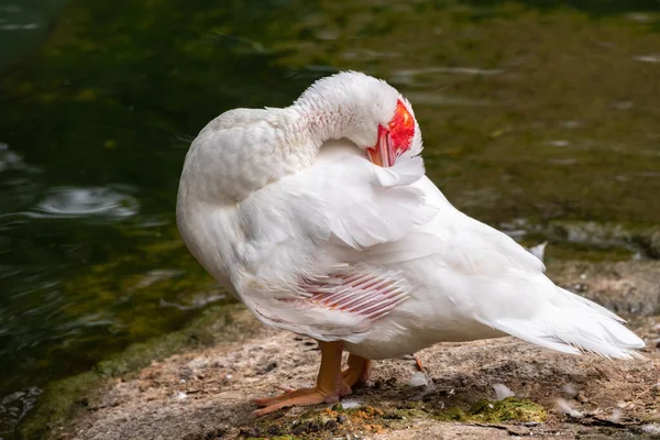 Bílá Černá Kachna Červenou Hlavou Močovitá Kachna Stojící Břehu Rybníka — Stock fotografie