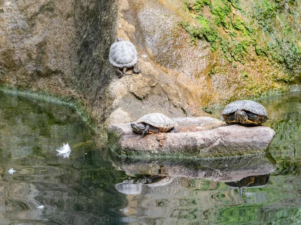 Drie Roodoorschildpadden Lagen Aan Oever Van Vijver Roodoorschuiver Trachemys Scripta — Stockfoto