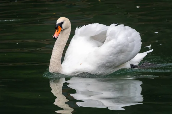 Cisne Branco Gracioso Nadando Lago Com Água Verde Escura Cisne — Fotografia de Stock