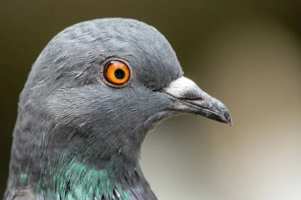 Das Dicke Taubenporträt Haustaubenvogel Und Verschwommener Natürlicher Hintergrund Grautaubenvogel — Stockfoto