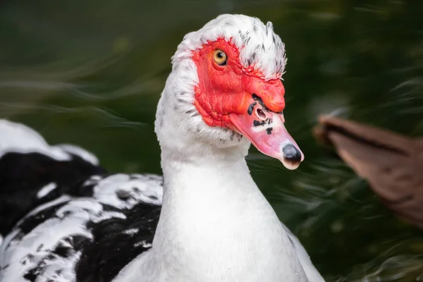 Biało Czarna Kaczka Czerwoną Głową Kaczka Muscovy Stojąca Brzegu Stawu — Zdjęcie stockowe