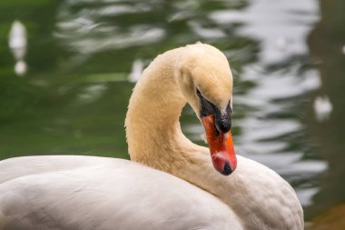 Yeşil su arka planında uzun boyunlu zarif beyaz bir kuğunun portresi. Dilsiz kuğu, Cygnus rengi.