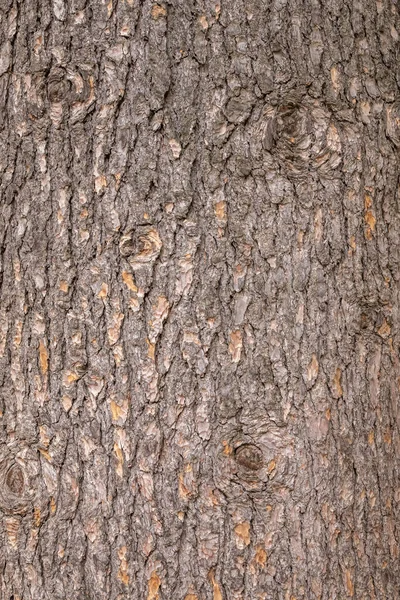 Bark Atlas Cedar Cedrus Atlantica Bark Texture Background Old Fir — Foto Stock