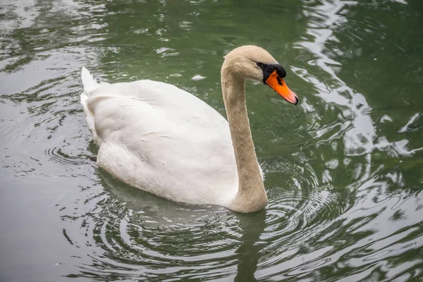 Elegante Cisne Blanco Nadando Lago Con Agua Verde Oscura Cisne — Foto de Stock