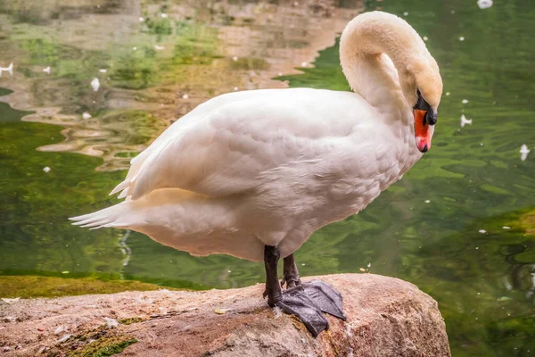 Elegante Cisne Blanco Con Pico Rojo Encuentra Orilla Estanque Cisne —  Fotos de Stock