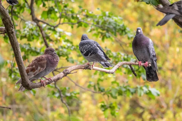 Three Pigeons Sitting Tree Branch Green Background Domestic Pigeon Bird — Fotografia de Stock