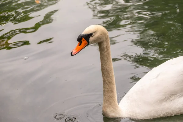 Retrato Elegante Cisne Blanco Con Cuello Largo Sobre Fondo Agua —  Fotos de Stock