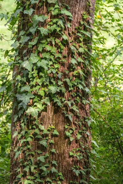 Climbing plant on a tree trunk. Green ivy climbing up tree trunk. Natural background