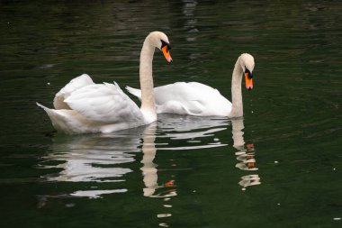 İki zarif beyaz kuğu karanlık suda yüzüyor. Dilsiz kuğu, Cygnus rengi.