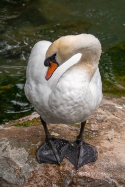 Kırmızı gagalı zarif beyaz kuğu bir göletin kıyısında duruyor. Dilsiz kuğu, Latince adı Cygnus olor.