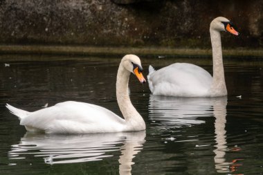 İki zarif beyaz kuğu karanlık suda yüzüyor. Dilsiz kuğu, Cygnus rengi.