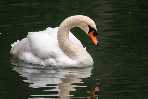 Grazioso Cigno Bianco Che Nuota Lago Con Acqua Verde Scuro — Foto Stock