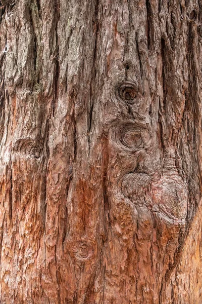 Texture Bark Giant Sequoiadendron Tree Sequoiadendron Giganteum Giant Sequoia Giant — Stock Photo, Image