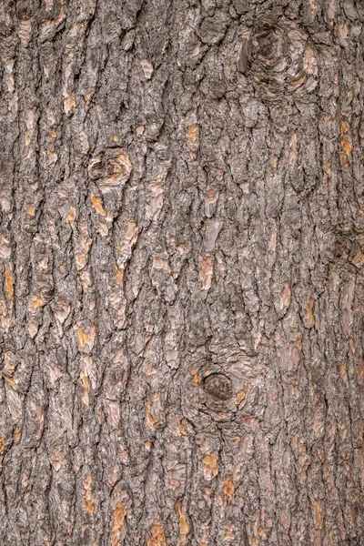 Die Rinde Einer Atlaszeder Cedrus Atlantica Rindenstruktur Und Hintergrund Eines — Stockfoto