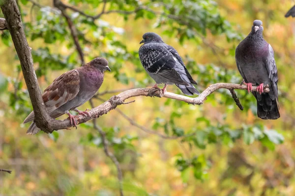 Three Pigeons Sitting Tree Branch Green Background Domestic Pigeon Bird — Fotografia de Stock