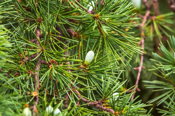 Foto Primo Piano Pino Verde Ago Piccole Pigne Alla Fine — Foto Stock