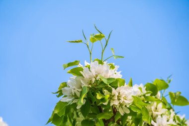 Mavi açık gökyüzünün arka planında beyaz çiçekli elma ağacı dalları. Güneşli bir bahar gününde mavi gökyüzü arka planında çiçek açan elma ağacının kabarık dalları, fotokopi alanı olan bahar arkaplanı.