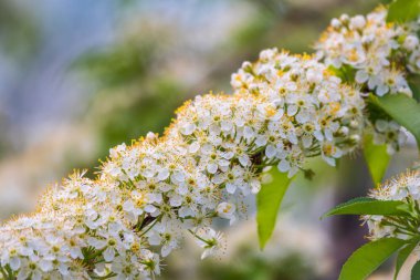Beyaz kiraz çiçekleri. Çiçek açan bir ağacın dalları. Beyaz çiçekli kiraz ağacı. Bulanık arkaplan.