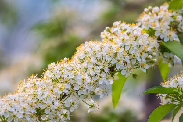 White Cherry Flowers Branches Blossoming Tree Cherry Tree White Flowers — Stock Photo, Image