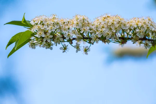 Vita Körsbär Blommor Blå Skt Bakgrund Grenarna Ett Blommande Träd — Stockfoto