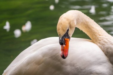 Yeşil su arka planında uzun boyunlu zarif beyaz bir kuğunun portresi. Dilsiz kuğu, Cygnus rengi.