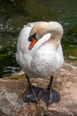 Kırmızı gagalı zarif beyaz kuğu bir göletin kıyısında duruyor. Dilsiz kuğu, Latince adı Cygnus olor.