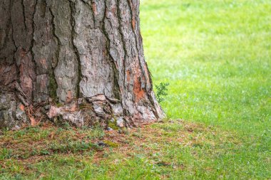 Çam ağacı kabuğu. Kusursuz ağaç kabuğu arka planı. Yaşlı ağacın kahverengi dokusu. Doğal kozalaklı ağaç kabuğu arkaplanı