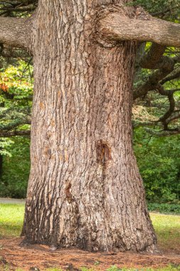 Park 'taki eski bir sedir ağacının dibinde. Cedrus libani, Lübnan ya da Lübnan sedir ağacı.