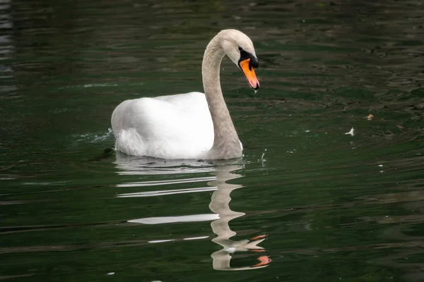 Cisne Branco Gracioso Nadando Lago Com Água Verde Escura Cisne — Fotografia de Stock