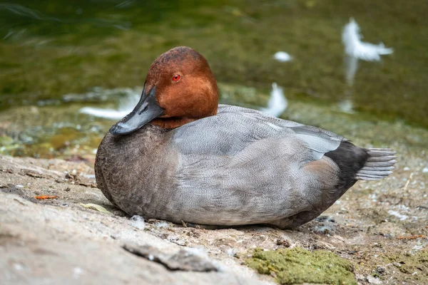 Schöne Ente Mit Orangefarbenem Kopf Pochardmännchen Aythya Ferina Sitzt Ufer — Stockfoto