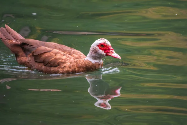 Brun Och Vit Anka Med Rött Huvud Muscovy Ankan Simmar — Stockfoto