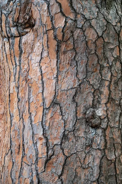 Çam Ağacı Kabuğu Kusursuz Ağaç Kabuğu Arka Planı Yaşlı Ağacın — Stok fotoğraf