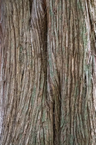 Juniper Tree Bark Texture Natural Coniferous Bark Background Juniperus Excelsa — Stock Photo, Image