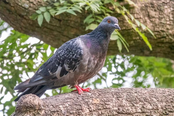 Pombo Cinzento Sentado Galho Árvore Fundo Verde Pássaro Pombo Doméstico — Fotografia de Stock