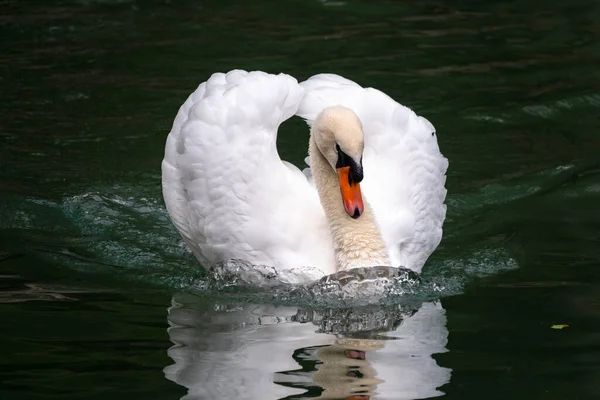 Cisne Branco Gracioso Nadando Lago Com Água Verde Escura Cisne — Fotografia de Stock