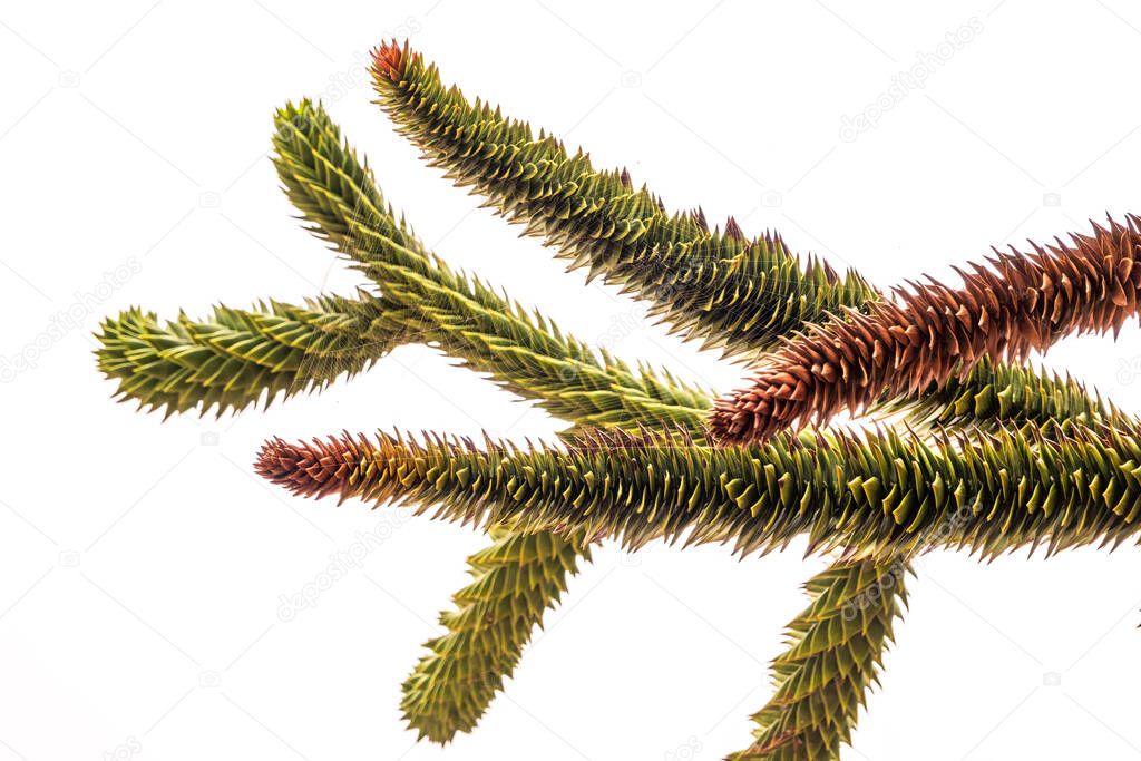 Needles of evergreen tree Araucaria araucana,commonly called the Monkey Puzzle Tree, Monkey Tail Tree, Pewen or Chilean Pine, isolated on white background