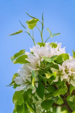Mavi açık gökyüzünün arka planında beyaz çiçekli elma ağacı dalları. Güneşli bir bahar gününde mavi gökyüzü arka planında çiçek açan elma ağacının kabarık dalları, fotokopi alanı olan bahar arkaplanı.