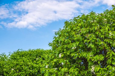 Mavi bulutlu gökyüzünde beyaz çiçekli elma ağacı dalları. Güneşli bir bahar gününde mavi gökyüzü arka planında çiçek açan elma ağacının kabarık dalları, fotokopi alanı olan bahar arkaplanı.