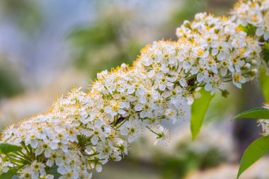 Beyaz kiraz çiçekleri. Çiçek açan bir ağacın dalları. Beyaz çiçekli kiraz ağacı. Bulanık arkaplan.