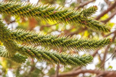 Maymun Bilmece Ağacı, Maymun Kuyruğu Ağacı, Pewen ya da Şili Çamı olarak da bilinir.