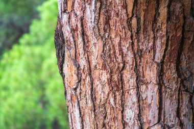 Çam ağacı kabuğu. Kusursuz ağaç kabuğu arka planı. Yaşlı ağacın kahverengi dokusu. Doğal kozalaklı ağaç kabuğu arkaplanı