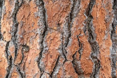 Çam ağacı kabuğu. Kusursuz ağaç kabuğu arka planı. Yaşlı ağacın kahverengi dokusu. Doğal kozalaklı ağaç kabuğu arkaplanı