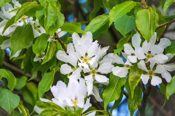 White Blossoming Apple Trees White Apple Tree Flowers Spring Season — Stock Photo, Image