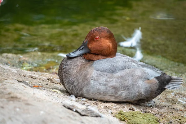 Schöne Ente Mit Orangefarbenem Kopf Pochardmännchen Aythya Ferina Sitzt Ufer — Stockfoto