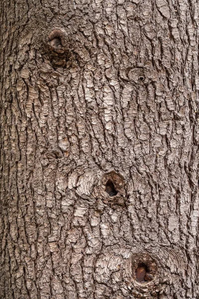 Rindenstruktur Und Hintergrund Eines Alten Baumstammes Detaillierte Rindenstruktur Natürlicher Hintergrund — Stockfoto