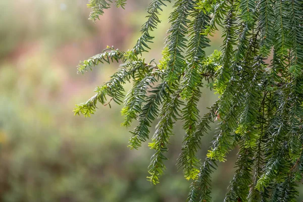 Eibenzweige Mit Frischen Grünen Blättern Taxus Baccata Aus Nächster Nähe — Stockfoto